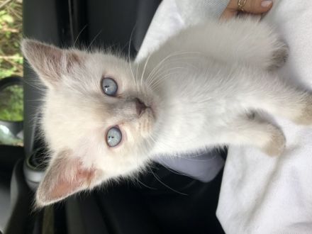 Zuckersüße Siam-Kätzchen suchen ab Mitte Juli ein