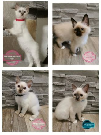 Wunderschöne Reinrassige Heilige Birma Kitten suchen