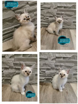 Wunderschöne Reinrassige Heilige Birma Kitten suchen