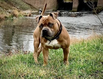 Verkaufe Welpen die am5.6.22 das Licht der Welt