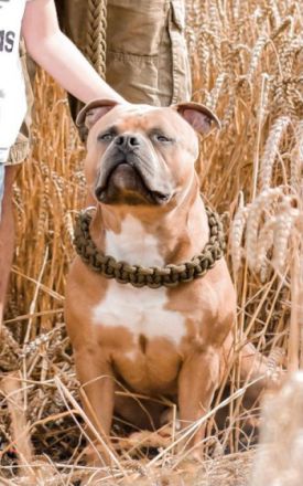 Verkaufe Welpen die am5.6.22 das Licht der Welt