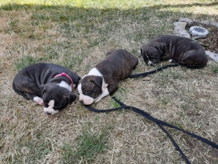 Verkaufe Welpen die am5.6.22 das Licht der Welt