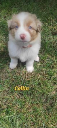 Unsere Red Merle Hündin hat am 09/10.06.2022 9 knuffig