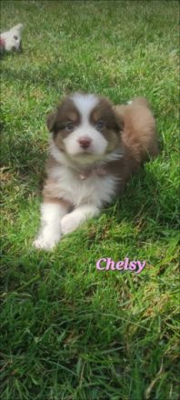 Unsere Red Merle Hündin hat am 09/10.06.2022 9 knuffig