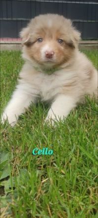 Unsere Red Merle Hündin hat am 09/10.06.2022 9 knuffig