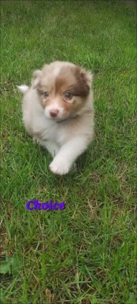 Unsere Red Merle Hündin hat am 09/10.06.2022 9 knuffig