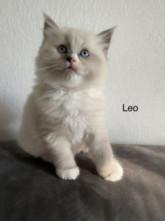 Unsere schöne und feine Katzendame hat am 15.05.2022 5