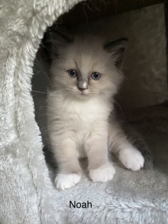 Unsere schöne und feine Katzendame hat am 15.05.2022 5