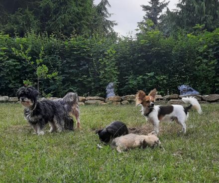 Unsere Rasselbande hat am 19.05. Das Licht der Welt