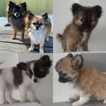 Chihuahua-Welpen suchen ein Zuhause. Sie sind am 18.04