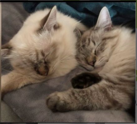 Nelly und Rudi, Verkaufe auf dieses Weg mein Pärchen