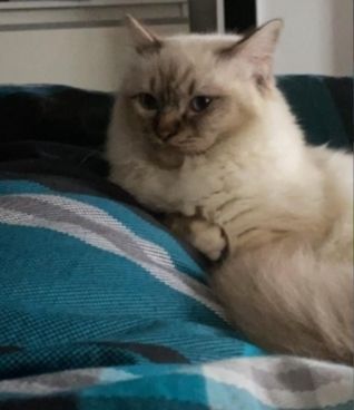 Nelly und Rudi, Verkaufe auf dieses Weg mein Pärchen