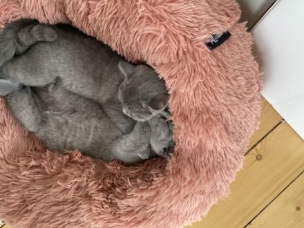 Hallo zusammen. Leider müssen wir uns schweren Herzens