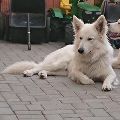 Hallo liebe Hundefreunde, Unsere Akita Inu Hündin hat