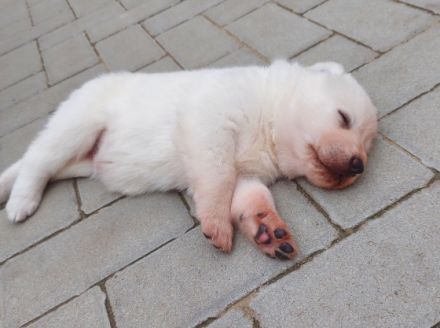 Hallo liebe Hundefreunde, Unsere Akita Inu Hündin hat