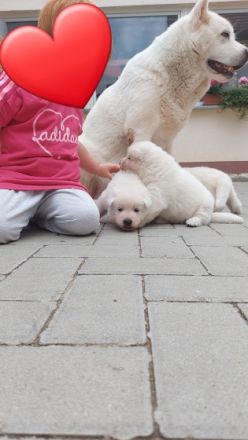 Hallo liebe Hundefreunde, Unsere Akita Inu Hündin hat