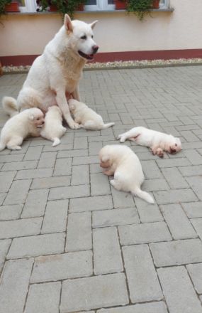 Hallo liebe Hundefreunde, Unsere Akita Inu Hündin hat