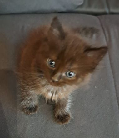 Ab Mitte August haben wir diese vier süßen Norwegische