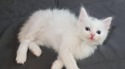 Ab Mitte August haben wir diese vier süßen Norwegische