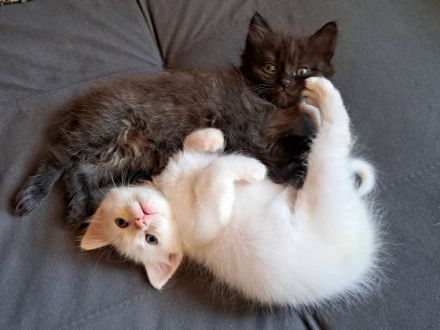 Ab Mitte August haben wir diese vier süßen Norwegische