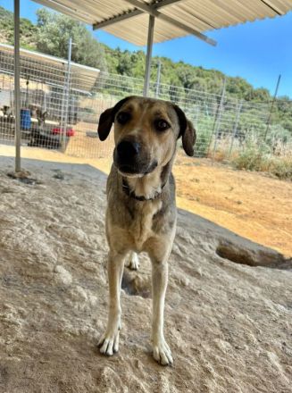 Name: Murphy Geschlecht: männlich/kastriert Alter: geb.ca. Januar