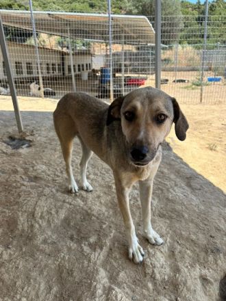 Name: Murphy Geschlecht: männlich/kastriert Alter: geb.ca. Januar