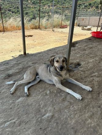 Name: Murphy Geschlecht: männlich/kastriert Alter: geb.ca. Januar