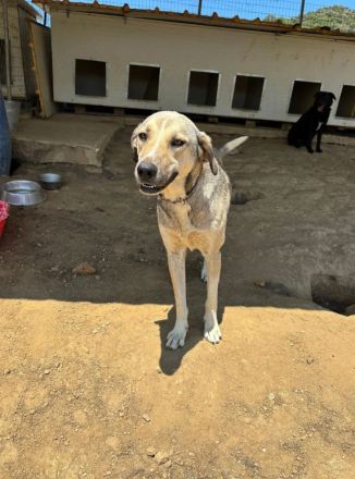 Name: Murphy Geschlecht: männlich/kastriert Alter: geb.ca. Januar