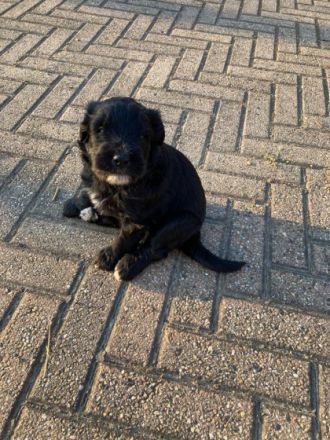 Bergamasker Hirtenhund, Welpen