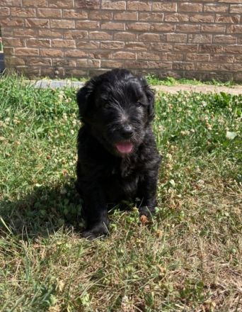 Bergamasker Hirtenhund, Welpen