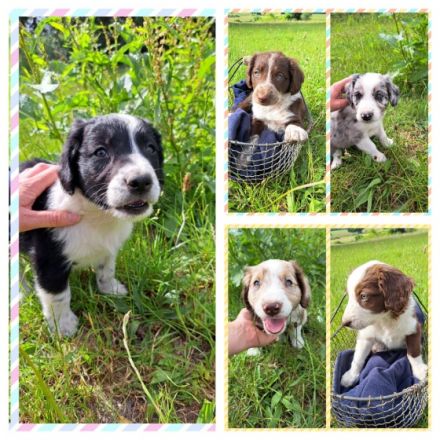 Wir haben 12 wunderschöne Welpen, die ein liebevolles