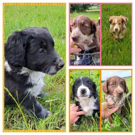 Wir haben 12 wunderschöne Welpen, die ein liebevolles