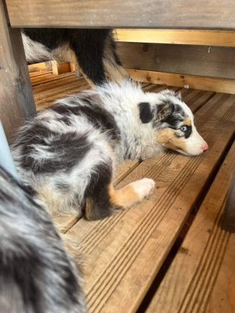 Unser ASCA Aussie Welpen Wurf ist am 17.04.2022 zur