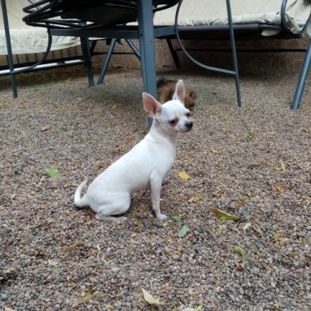 Chihuahua reinrassigen verkaufe junge und mädchen Vom