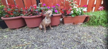 Chihuahua reinrassigen verkaufe junge und mädchen Vom