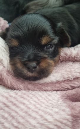 Unsere Liebe Yorkie-Malteserhündin hat 3 wunderschöne