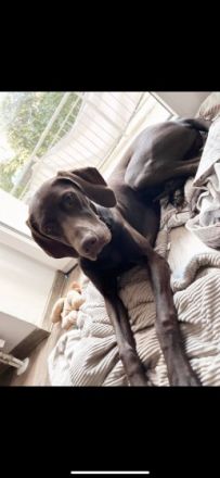 Hermine, Labrador/ Magyar Viszla Mix in liebevolle