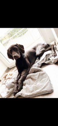 Hermine, Labrador/ Magyar Viszla Mix in liebevolle