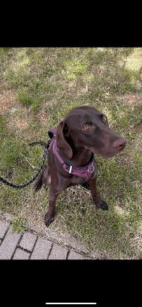 Hermine, Labrador/ Magyar Viszla Mix in liebevolle