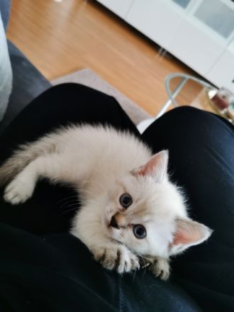 Hallo, unsere Thaikatze (ursprüngliche Variante von