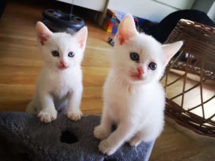 Hallo, unsere Thaikatze (ursprüngliche Variante von