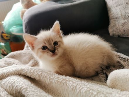 Hallo, unsere Thaikatze (ursprüngliche Variante von