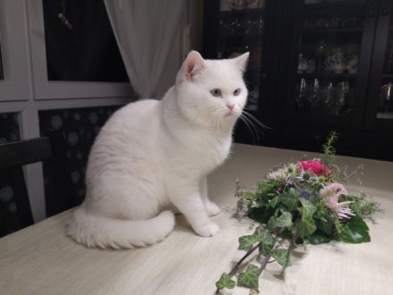 Hallo, unsere Thaikatze (ursprüngliche Variante von