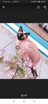 Hallo, unsere Thaikatze (ursprüngliche Variante von