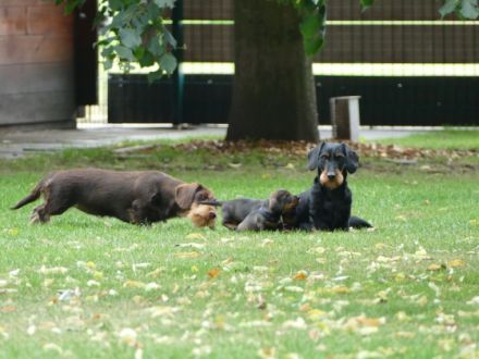 Guten Tag , wir züchten seit 12 Jahren Rauhhaardackel -