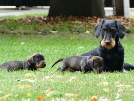 Guten Tag , wir züchten seit 12 Jahren Rauhhaardackel -