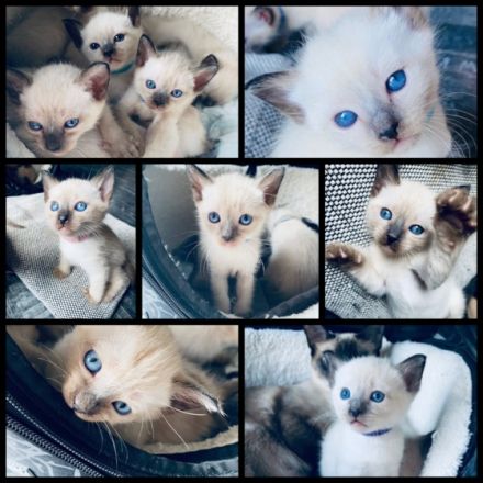 Miau Ich bin die süße Lotta und habe am 05.06.22 meine