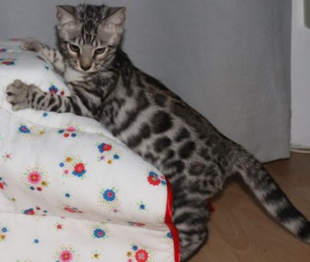 Hallo zusammen!!! Unsere liebevolle Bengalkatze hat am