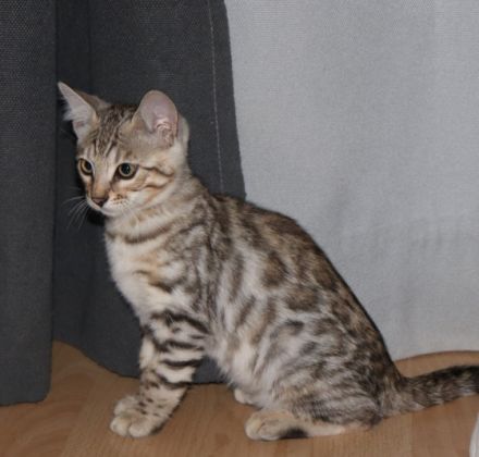 Hallo zusammen!!! Unsere liebevolle Bengalkatze hat am