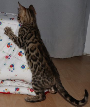 Hallo zusammen!!! Unsere liebevolle Bengalkatze hat am